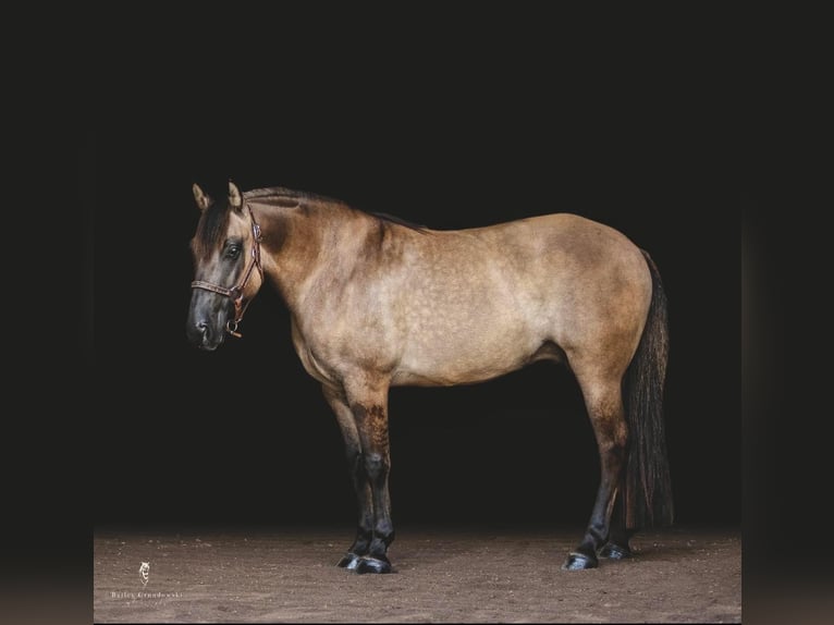 American Quarter Horse Ruin 8 Jaar Buckskin in Dallas PA