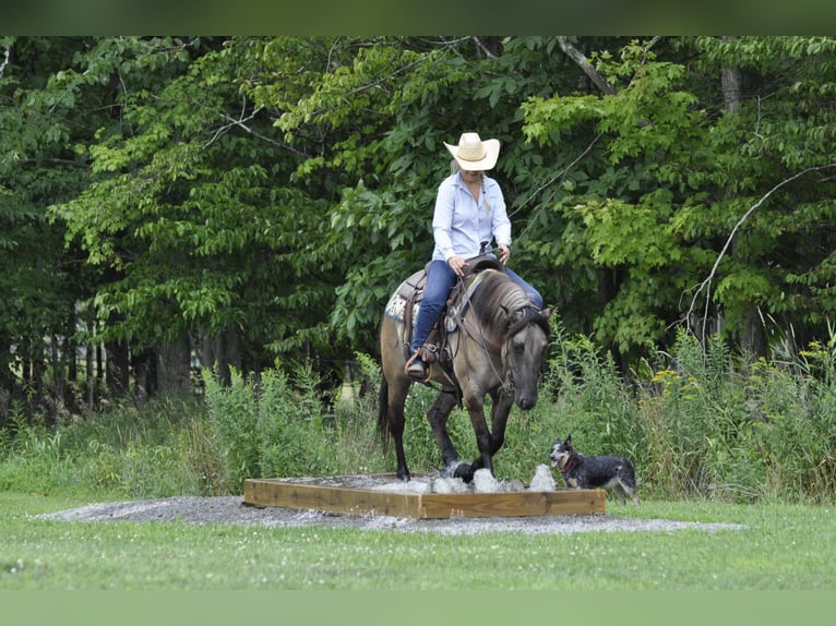 American Quarter Horse Ruin 8 Jaar Buckskin in Dallas PA