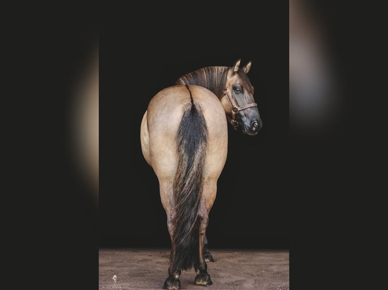 American Quarter Horse Ruin 8 Jaar Buckskin in Dallas PA