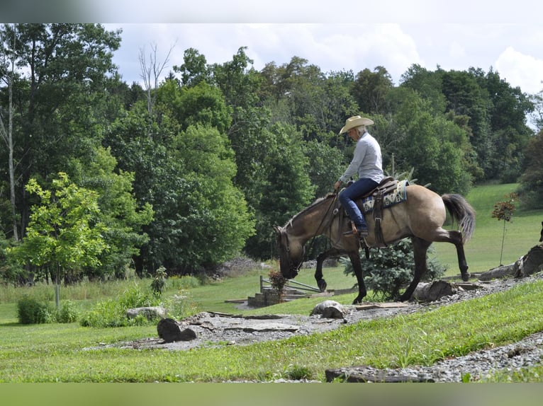 American Quarter Horse Ruin 8 Jaar Buckskin in Dallas PA