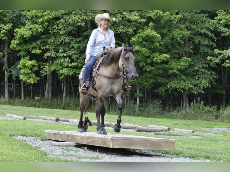 American Quarter Horse Ruin 8 Jaar Buckskin in Dallas PA