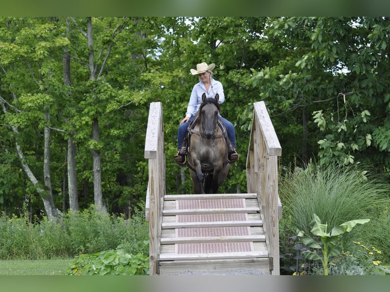 American Quarter Horse Ruin 8 Jaar Buckskin in Dallas PA