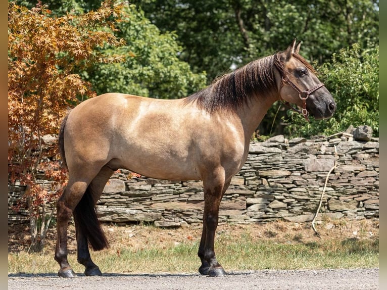 American Quarter Horse Ruin 8 Jaar Buckskin in Dallas PA