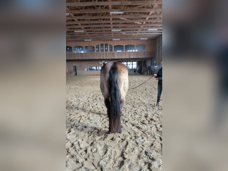 American Quarter Horse Ruin 8 Jaar Buckskin in Alterswil FR