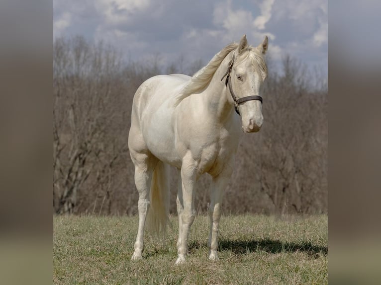 American Quarter Horse Ruin 8 Jaar Champagne in Carlisle KY