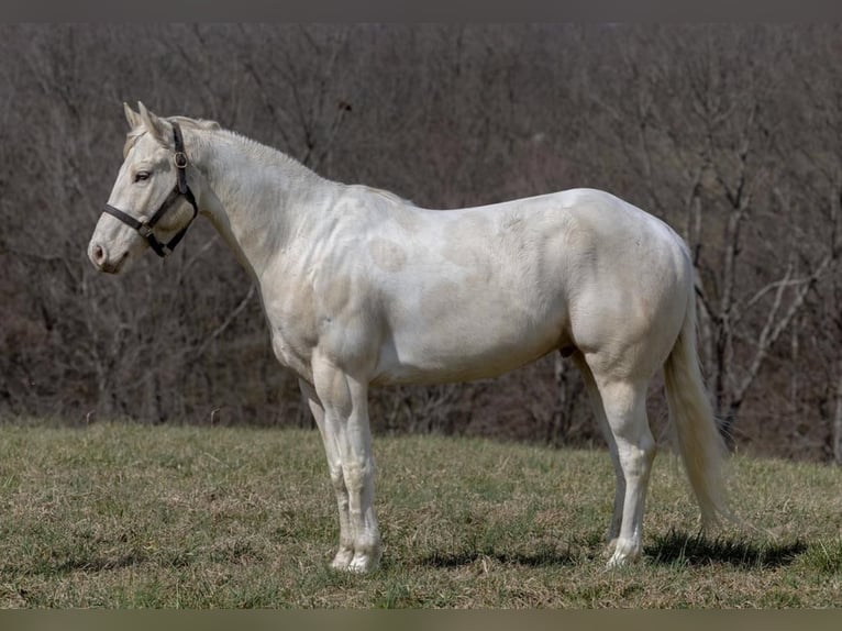 American Quarter Horse Ruin 8 Jaar Champagne in Carlisle KY