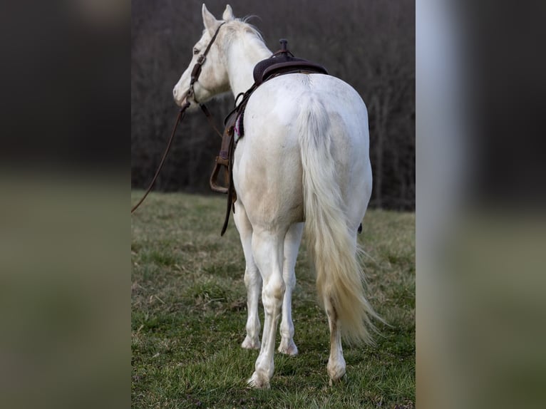 American Quarter Horse Ruin 8 Jaar Champagne in Carlisle KY