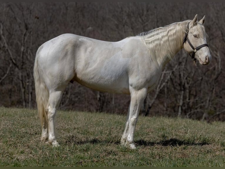 American Quarter Horse Ruin 8 Jaar Champagne in Carlisle KY