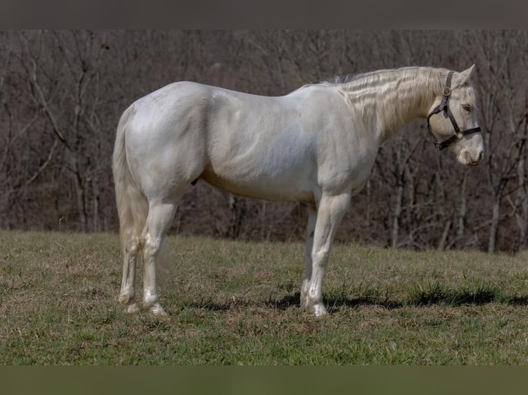 American Quarter Horse Ruin 8 Jaar Champagne in Carlisle KY