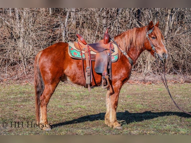 American Quarter Horse Ruin 8 Jaar Donkere-vos in flemingsburg Ky