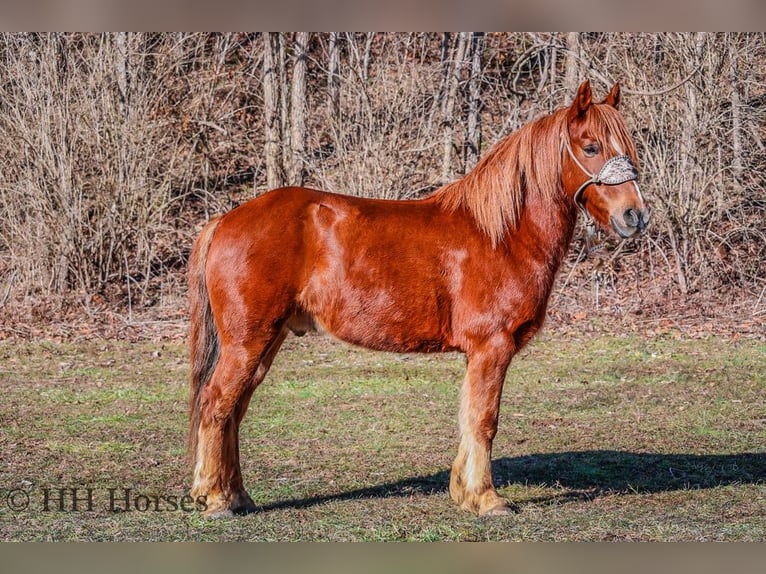 American Quarter Horse Ruin 8 Jaar Donkere-vos in flemingsburg Ky