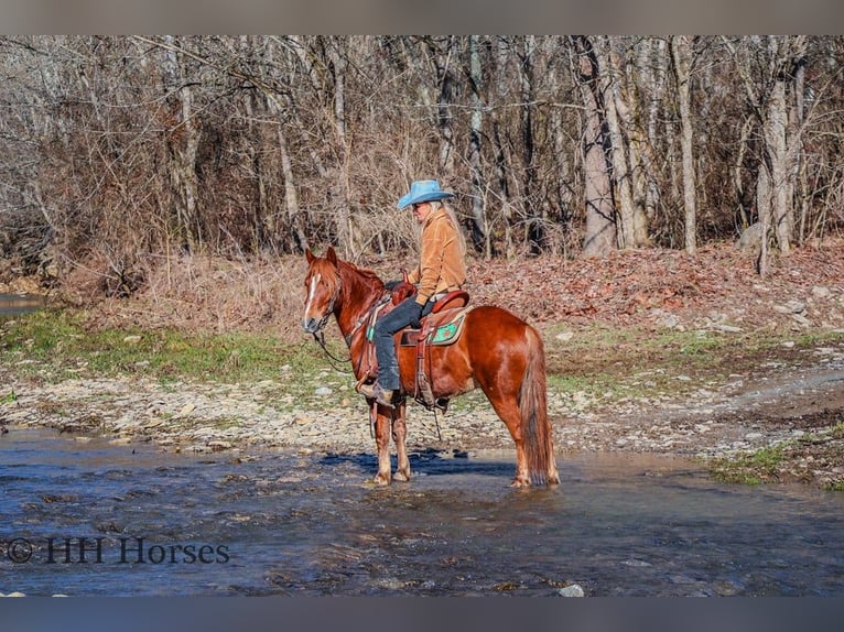 American Quarter Horse Ruin 8 Jaar Donkere-vos in flemingsburg Ky