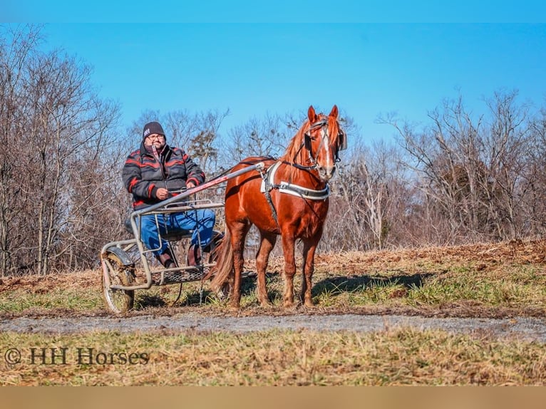 American Quarter Horse Ruin 8 Jaar Donkere-vos in flemingsburg Ky