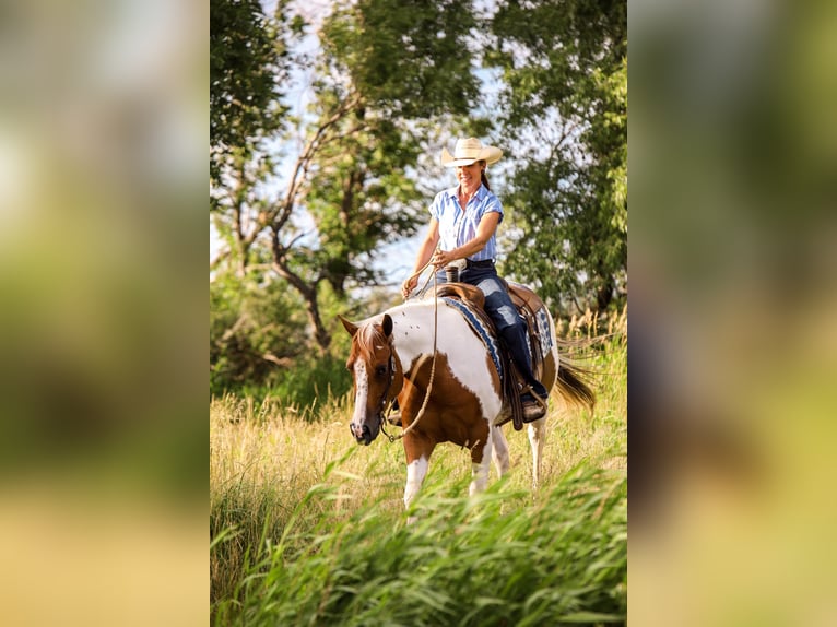 American Quarter Horse Ruin 8 Jaar Donkere-vos in Lake Lillian MN