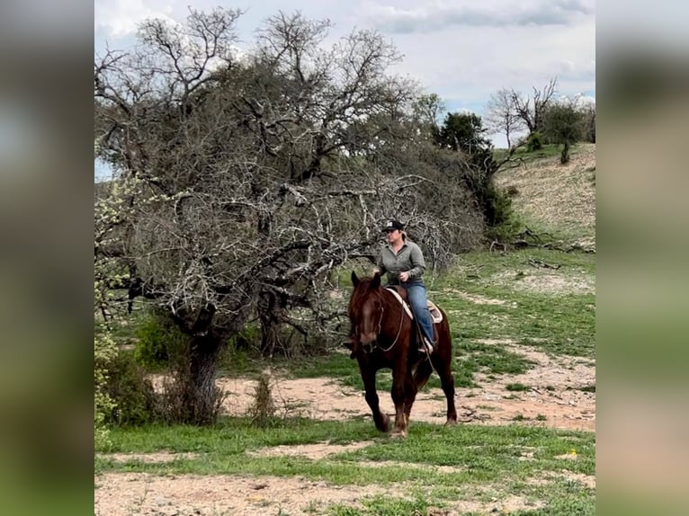 American Quarter Horse Ruin 8 Jaar Donkere-vos in Weatherford TX