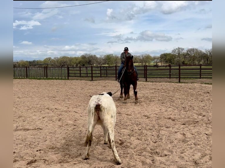 American Quarter Horse Ruin 8 Jaar Donkere-vos in Weatherford TX