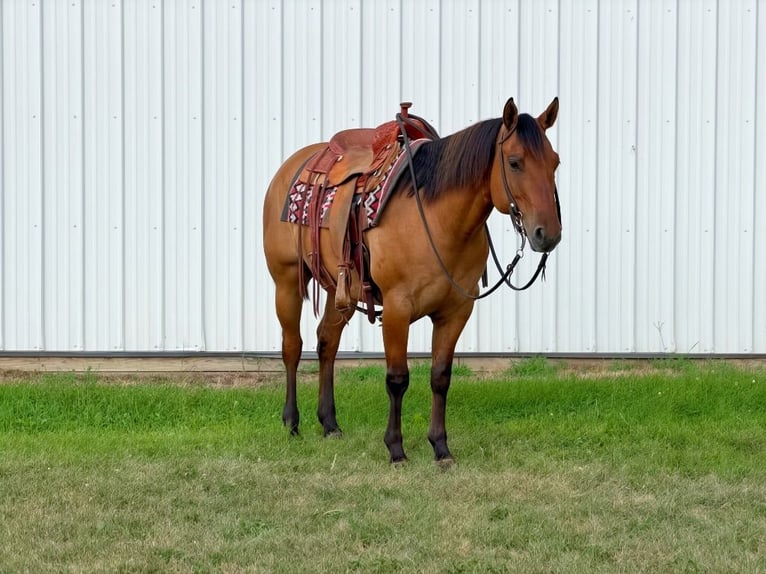 American Quarter Horse Ruin 8 Jaar Falbe in Cannon Falls
