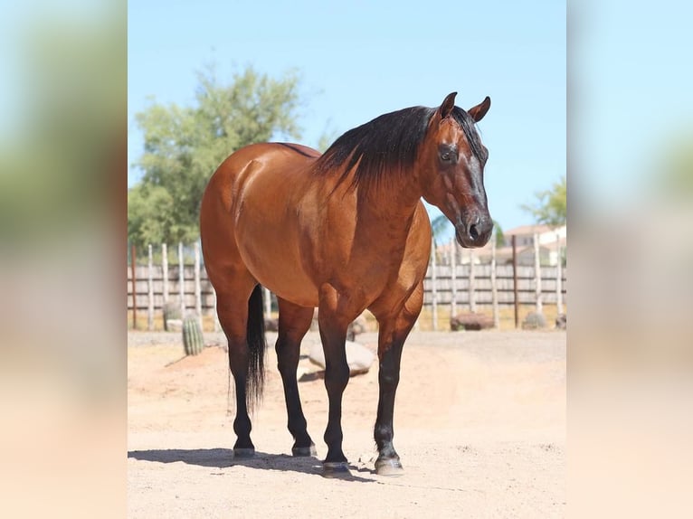 American Quarter Horse Ruin 8 Jaar Falbe in Carefree, AZ