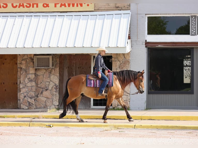 American Quarter Horse Ruin 8 Jaar Falbe in Huntsville TX