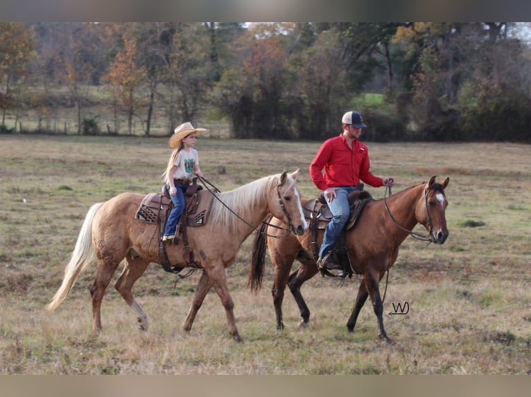 American Quarter Horse Ruin 8 Jaar Falbe in Carthage TX