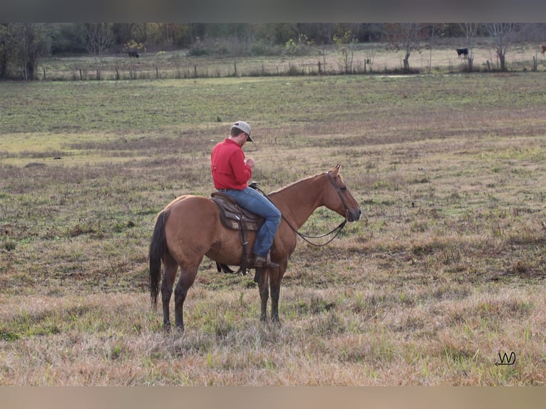 American Quarter Horse Ruin 8 Jaar Falbe in Carthage TX