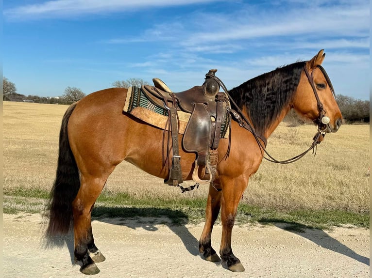 American Quarter Horse Ruin 8 Jaar Falbe in Dublin TX