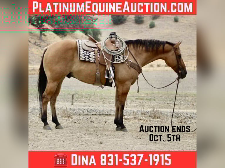American Quarter Horse Ruin 8 Jaar Falbe in Paicines, CA