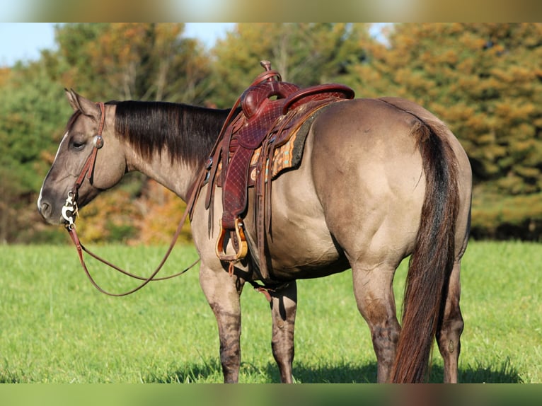 American Quarter Horse Ruin 8 Jaar Grullo in Clarion