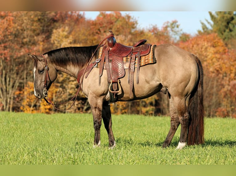 American Quarter Horse Ruin 8 Jaar Grullo in Clarion