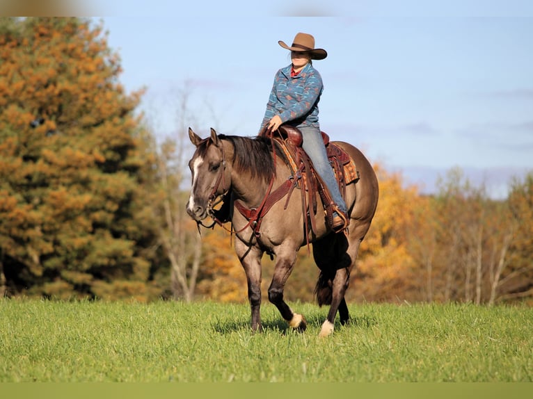 American Quarter Horse Ruin 8 Jaar Grullo in Clarion
