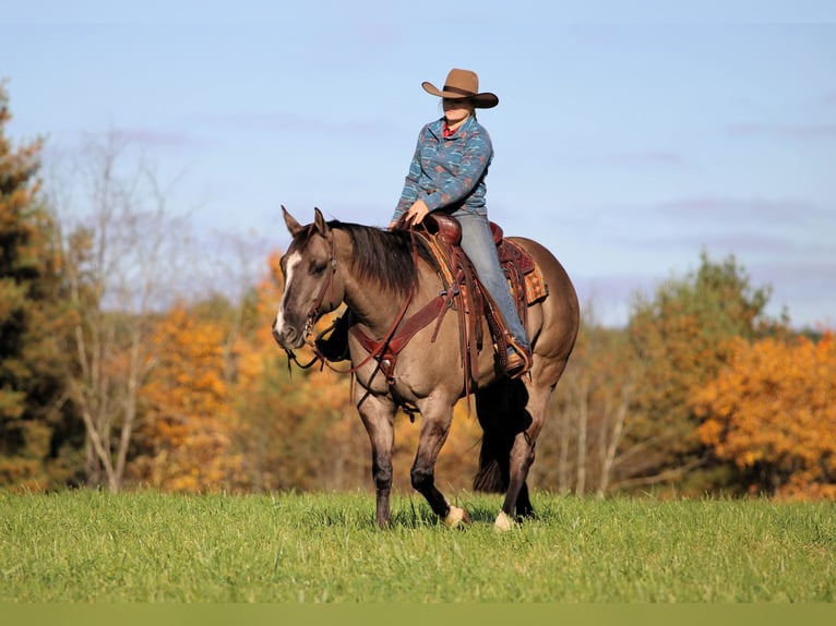 American Quarter Horse Ruin 8 Jaar Grullo in Clarion