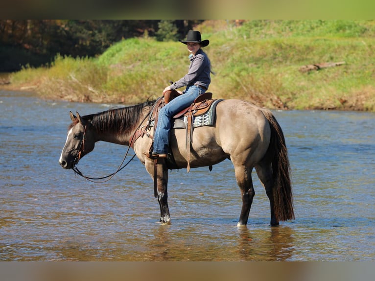 American Quarter Horse Ruin 8 Jaar Grullo in Clarion