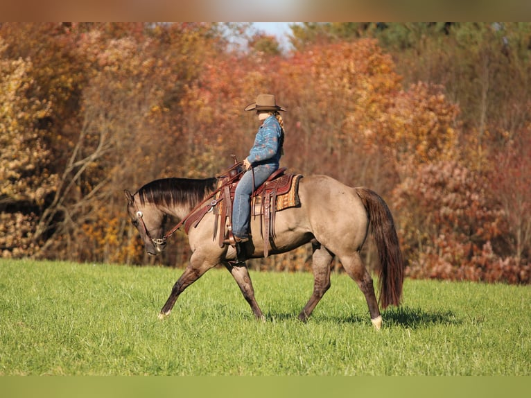 American Quarter Horse Ruin 8 Jaar Grullo in Clarion