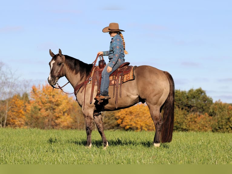 American Quarter Horse Ruin 8 Jaar Grullo in Clarion