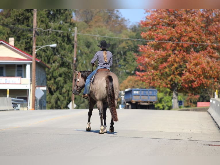 American Quarter Horse Ruin 8 Jaar Grullo in Clarion