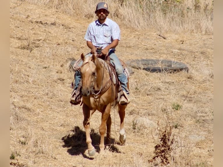 American Quarter Horse Ruin 8 Jaar Palomino in Tres Pinos
