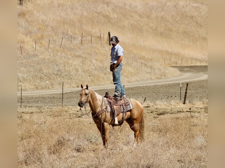 American Quarter Horse Ruin 8 Jaar Palomino in Tres Pinos