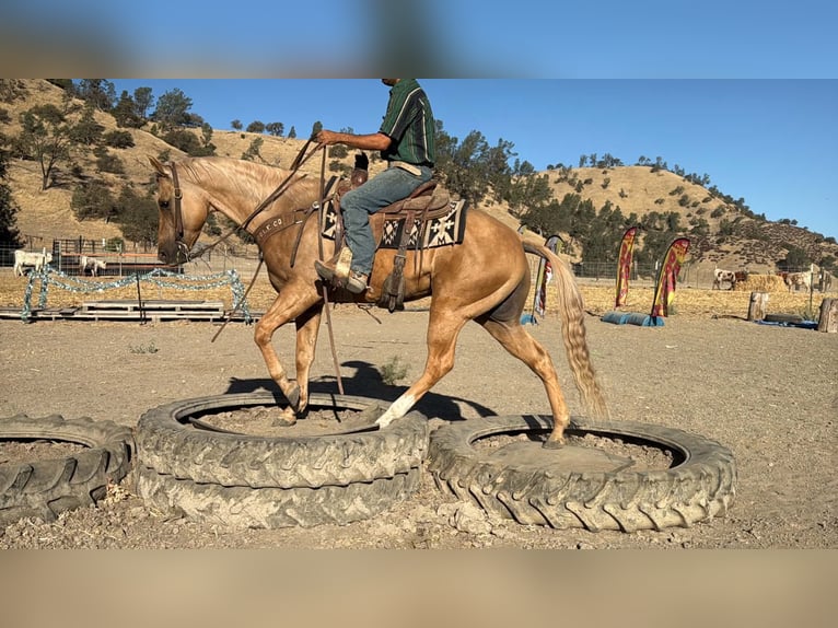 American Quarter Horse Ruin 8 Jaar Palomino in Tres Pinos