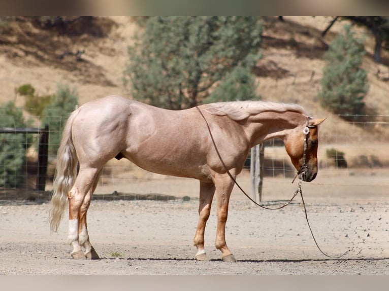 American Quarter Horse Ruin 8 Jaar Palomino in Tres Pinos