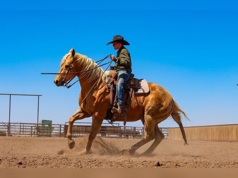 American Quarter Horse Ruin 8 Jaar Palomino in Canyon