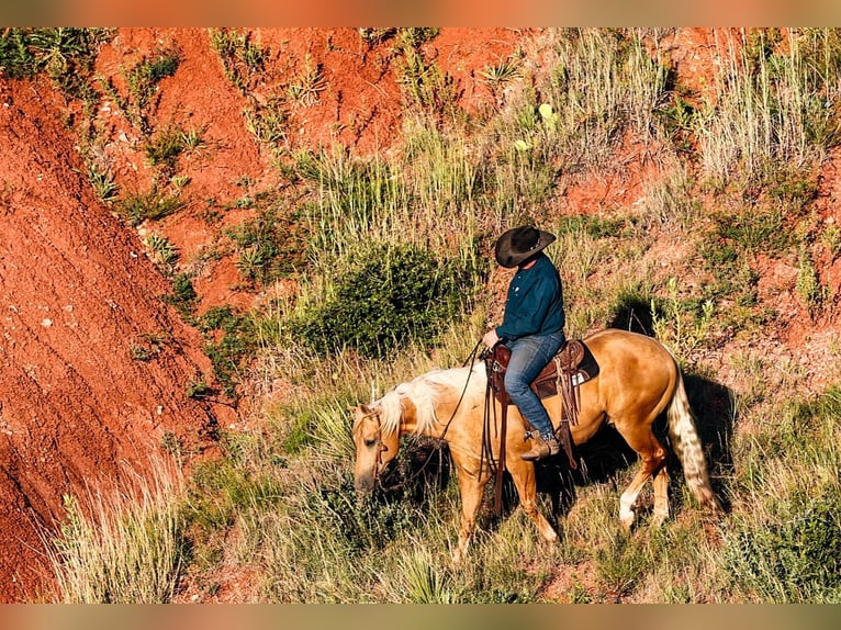 American Quarter Horse Ruin 8 Jaar Palomino in Canyon