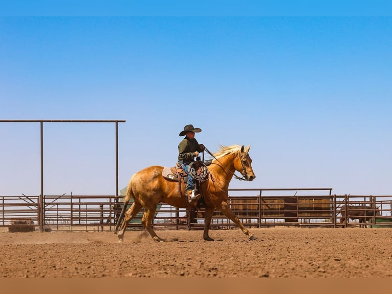 American Quarter Horse Ruin 8 Jaar Palomino in Canyon