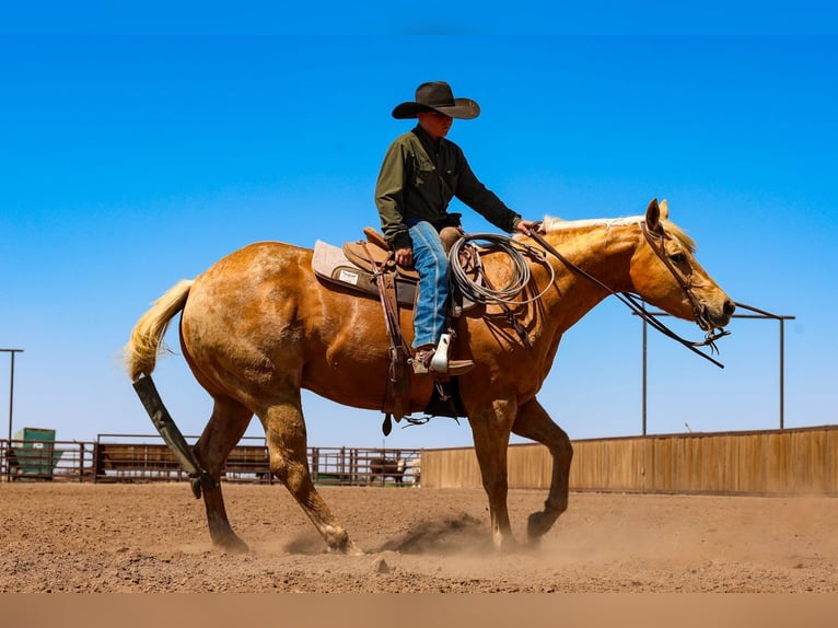 American Quarter Horse Ruin 8 Jaar Palomino in Canyon