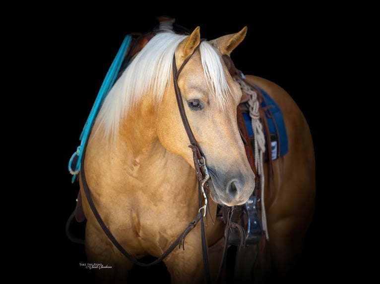 American Quarter Horse Ruin 8 Jaar Palomino in Canyon