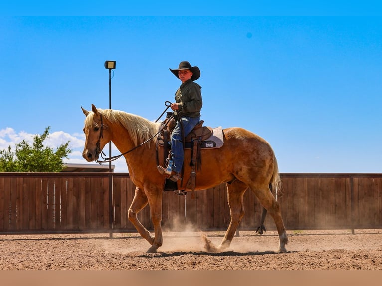 American Quarter Horse Ruin 8 Jaar Palomino in Canyon