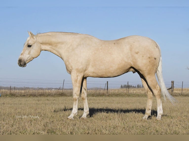 American Quarter Horse Ruin 8 Jaar Palomino in Fairbank IA