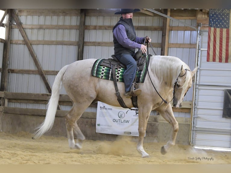 American Quarter Horse Ruin 8 Jaar Palomino in Fairbank IA