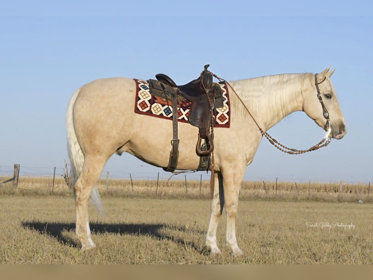 American Quarter Horse Ruin 8 Jaar Palomino in Fairbank IA