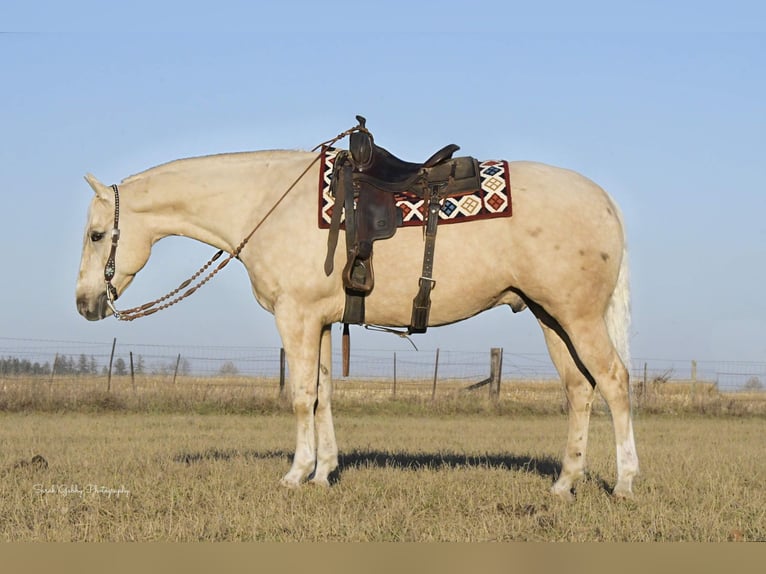 American Quarter Horse Ruin 8 Jaar Palomino in Fairbank IA