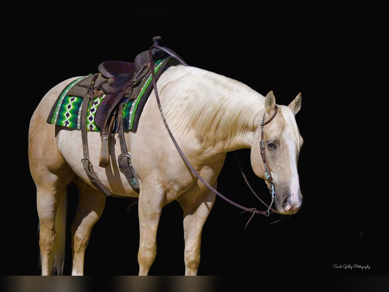 American Quarter Horse Ruin 8 Jaar Palomino in Fairbank IA